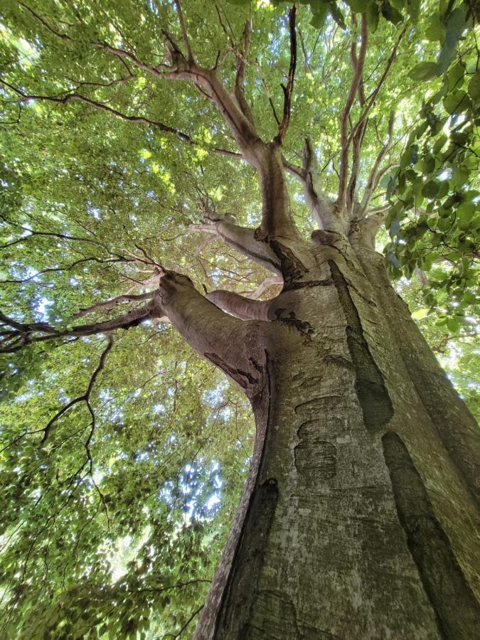 Grande Tente Tipi En Pleine Foret Burzet ภายนอก รูปภาพ